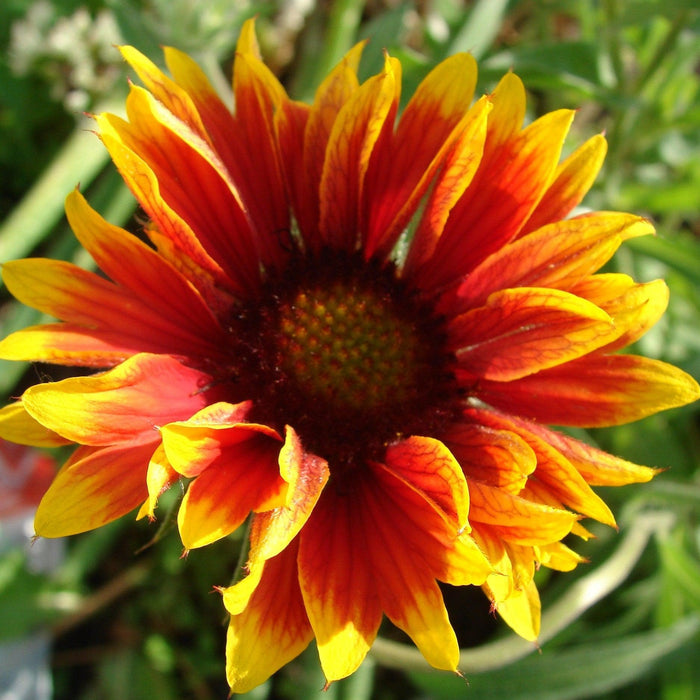 Blanket Flower, Spintop™ Copper Sun Blanket Flower
