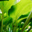 Hosta, Dancing Queen Hosta