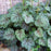 Coral Bells, Green Spice Coral Bells