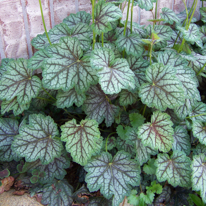 Coral Bells, Green Spice Coral Bells