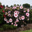 Hibiscus, Summerific® Perfect Storm Hibiscus