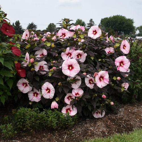 Hibiscus, Summerific® Perfect Storm Hibiscus