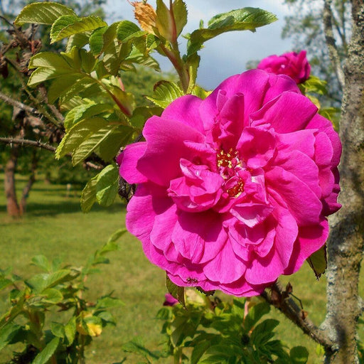 Rose, Hansa Landscape Shrub Rose