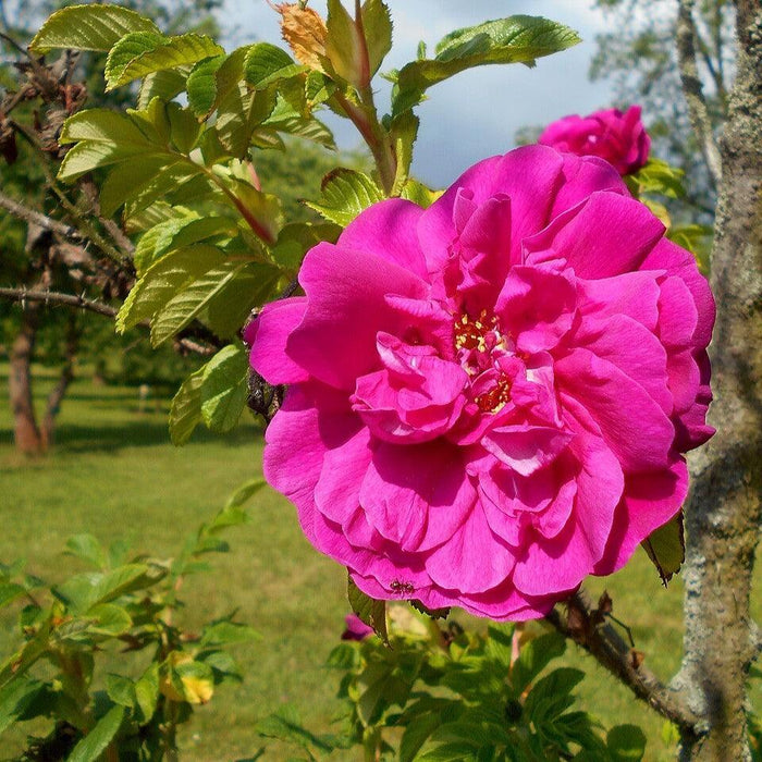 Rose, Hansa Landscape Shrub Rose