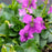 Violet, Common Blue Violet
