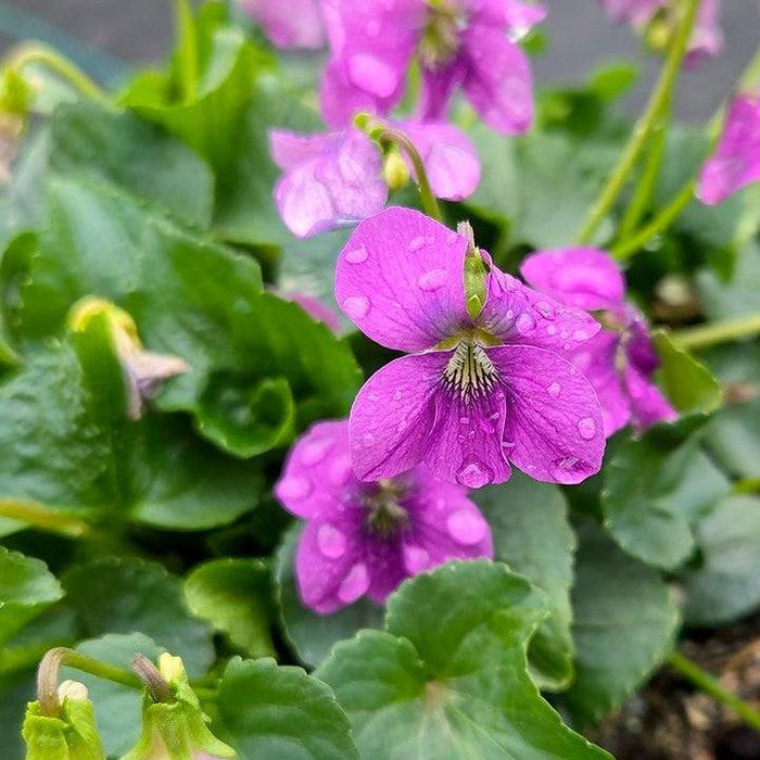 Violet, Common Blue Violet