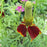 Mexican Hat Plant, Red Midget Mexican Hat Plant