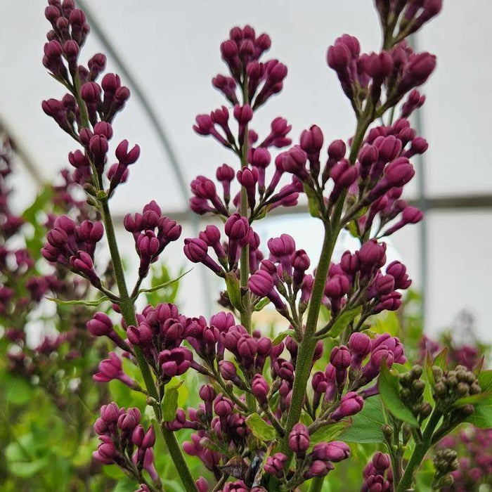 Lilac, Declaration Lilac