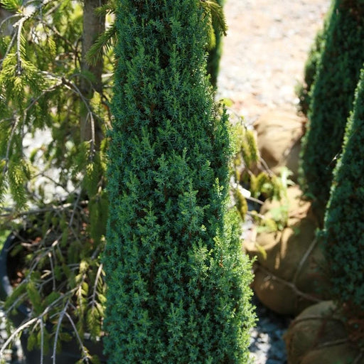 Juniper, Pencil Point Juniper
