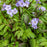 Polemonium 'Heaven Scent'  - PW® Heaven Scent Jacob's Ladder