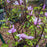 Magnolia, Saucer 'Jane' Magnolia