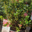 Azalea, Encore Autumn Sunburst Reblooming Azalea
