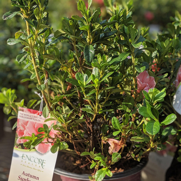 Azalea, Encore Autumn Sunburst Reblooming Azalea