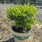 Boxwood, BetterBoxwood® Skylight™ Boxwood