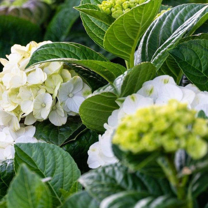 Hydrangea, Bloomin' Easy® Grin and Tonic™ Hydrangea