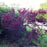 Sandcherry, Purpleleaf Sandcherry