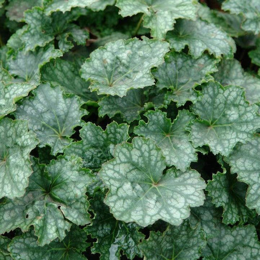 Coral Bells, Longflower Alumroot
