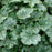 Coral Bells, Longflower Alumroot