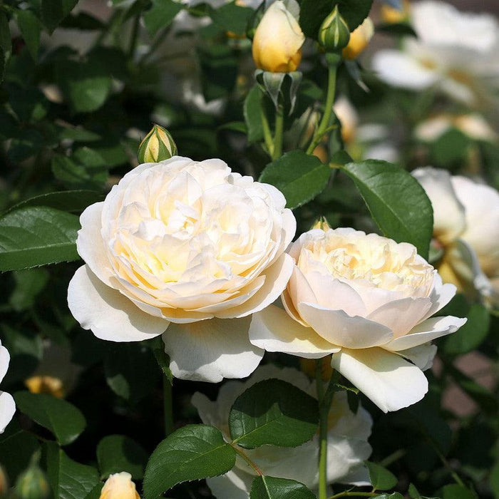Rose, Charlotte Rose
