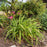 Daylily, Little Grapette Daylily