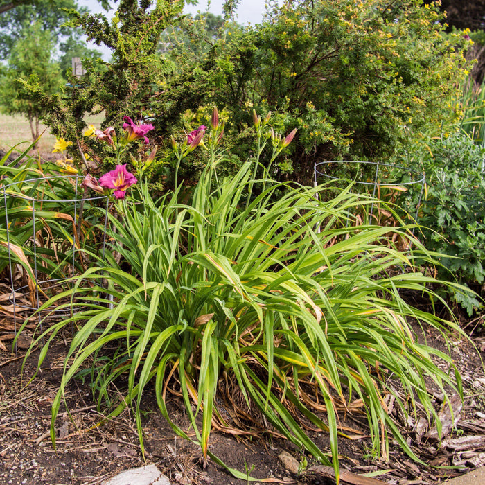 Daylily, Little Grapette Daylily