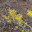 Witch Hazel, Arnold Promise Witch Hazel