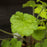 Coral Bells, Primo® Pistachio Ambrosia Heuchera