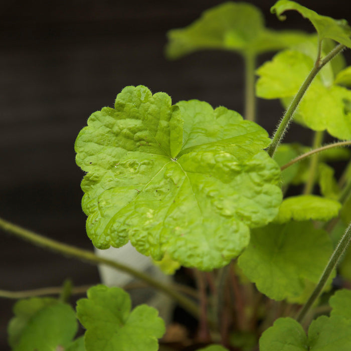 Coral Bells, Primo® Pistachio Ambrosia Heuchera