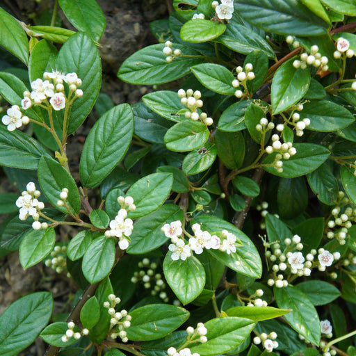 Cotoneaster, Willowleaf Cotoneaster