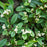 Cotoneaster, Willowleaf Cotoneaster