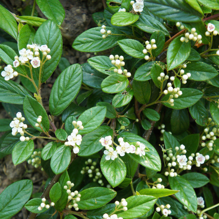 Cotoneaster, Willowleaf Cotoneaster