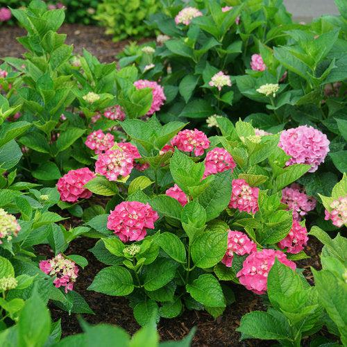 Hydrangea, Let's Dance® Big Band® Hydrangea