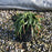 Grass, Variegated Lily Turf