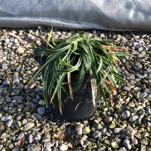 Grass, Variegated Lily Turf