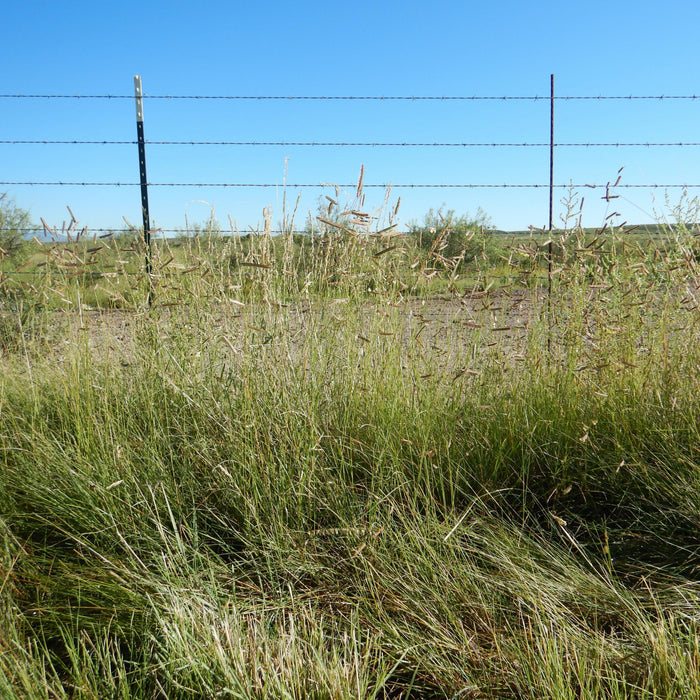 Grass, Blue Grama, Mosquito Grass