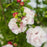 Hibiscus, First Editions® French Cabaret™ Blush Hibiscus