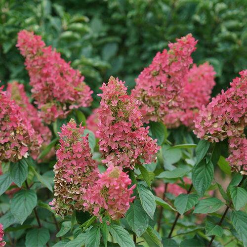 Hydrangea, Pinky Winky Prime® Hydrangea