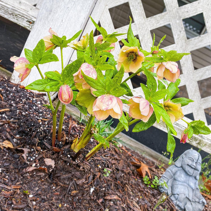 Hellebore, Honeymoon® Sandy Shores Lenten Rose