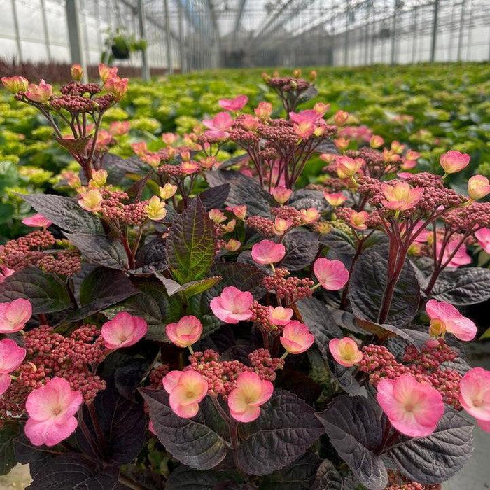 Hydrangea, Pink Dynamo™ Hydrangea