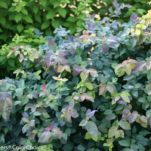 Spirea, Double Play® Blue Kazoo Spirea