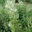 Skullcap, Prairie Snow Downy Skullcap