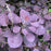 Smoke Tree, Royal Purple Smoke Tree