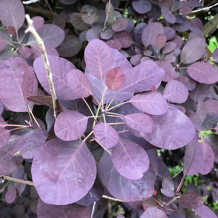 Smoke Tree, Royal Purple Smoke Tree