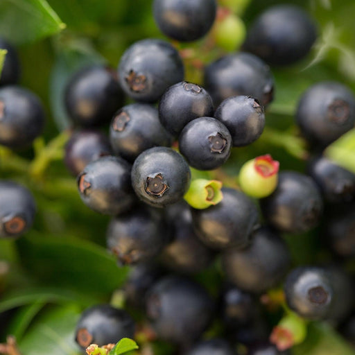 Vaccinium corymbosum hybrid 'ZF08-095' PP 25,467  - Bushel and Berry® BerryBux® Blueberry