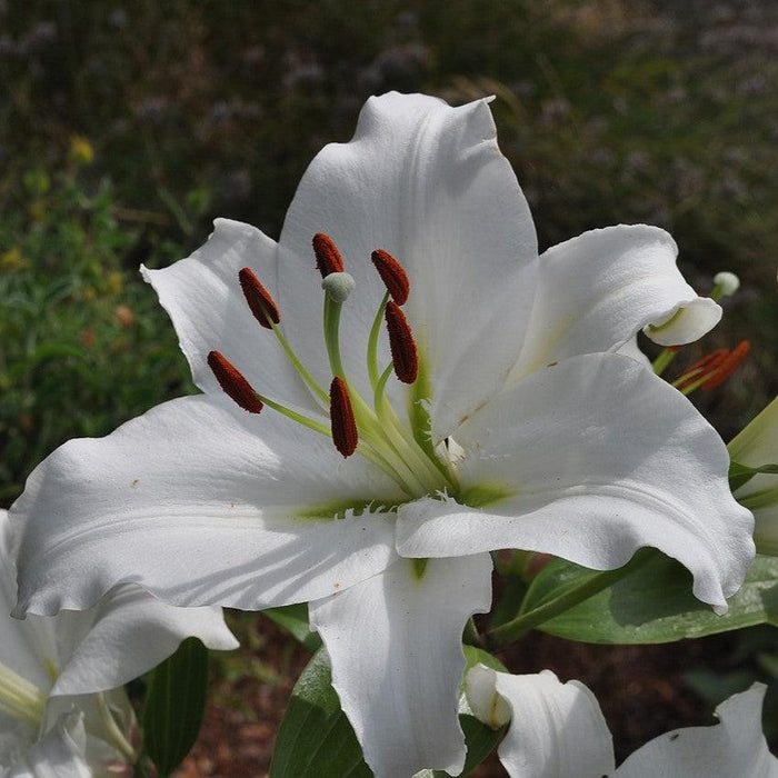 Lily, Casa Blanca Oriental Lily