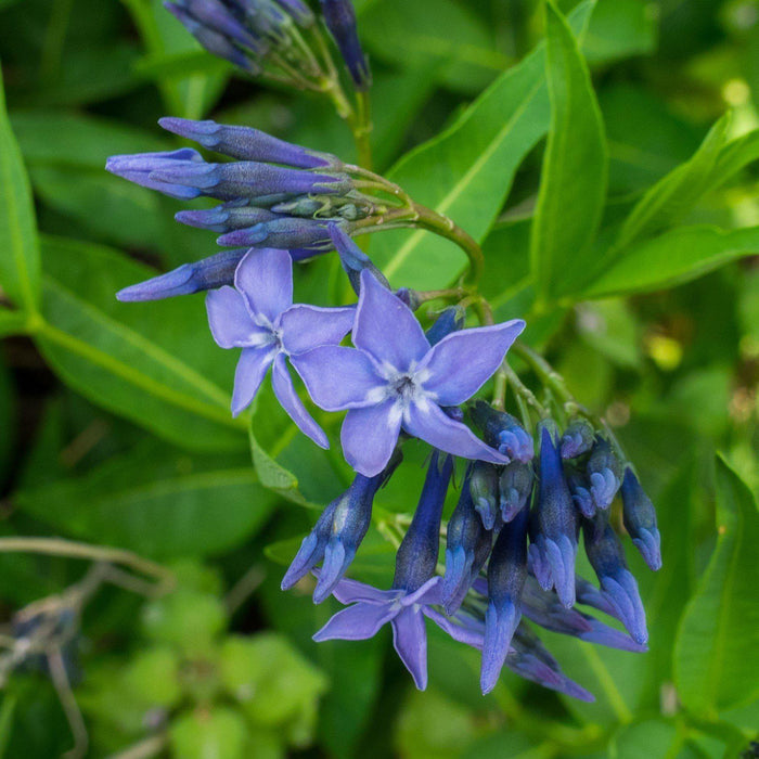 Blue Star, Blue Ice Amsonia