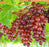 Grape, Reliance, Seedless Red, 2 gal.