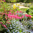 Bleeding Heart, Asian Bleeding Heart