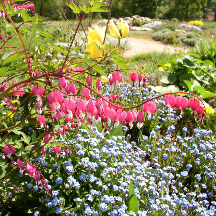 Bleeding Heart, Asian Bleeding Heart