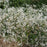 Aster, White Woodland Eastern Star Aster
